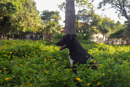 Dog in the garden with yellow flowers. Selective focus on dog.の写真素材