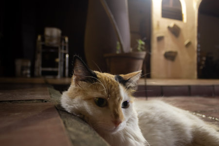 Cat lying on the floor in the house. Selective focus.