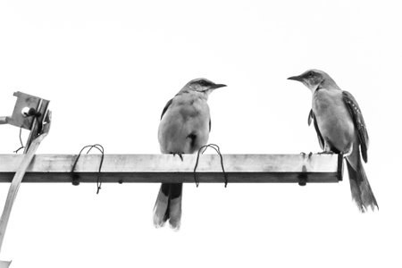 A pair of birds sitting on a wire. Black and white photos.