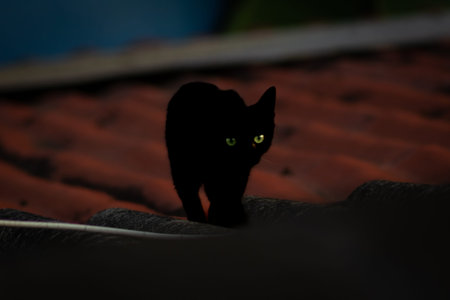 Black cat with green eyes on the roof of the house at nightの写真素材