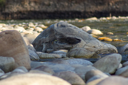 Close up of the skull of a stone on a riverbank.の写真素材