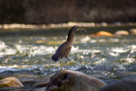 Heron on the shore of the river in the early spring.の写真素材