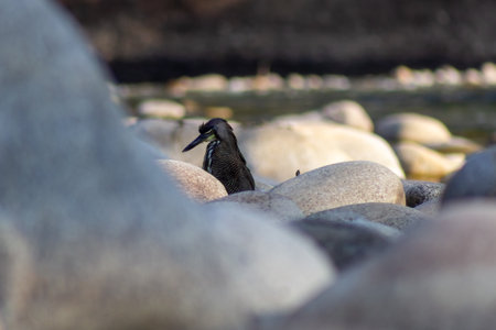 African penguin (Pheniscus demersus) on the rocksの写真素材