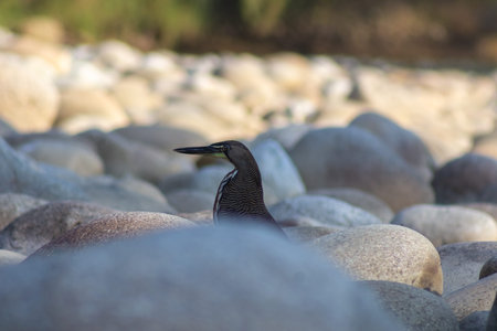 Black heron on the rocks in the water. Close-up.