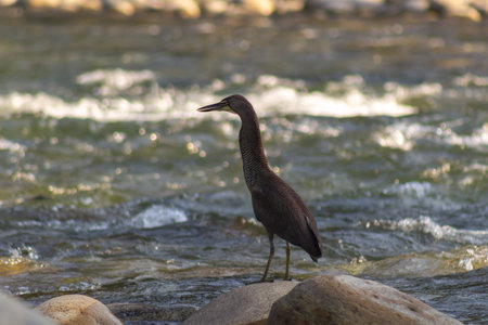 Black heron on the rocks by the river in the spring.