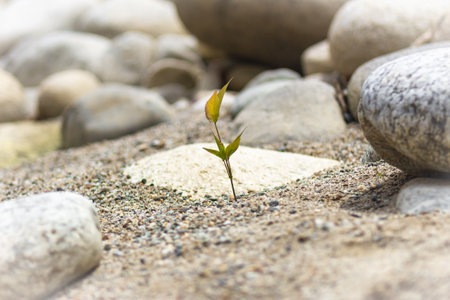Green sprout growing out of pebbles on the beach.の写真素材