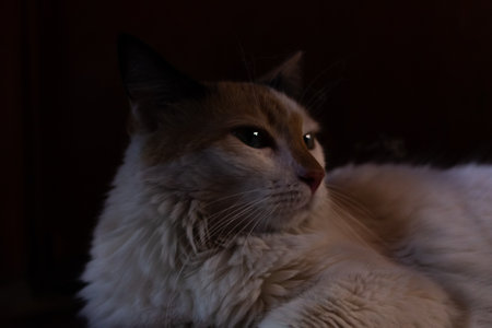 Beautiful cat on a dark background. Portrait of a cat.の写真素材