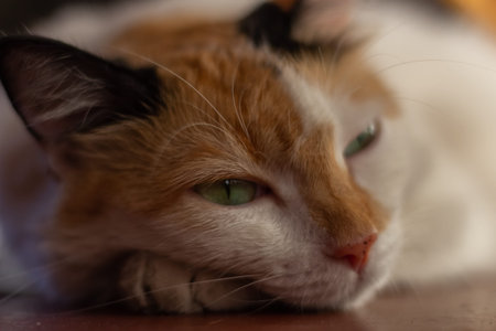 Tricolor cat with green eyes lying on the floor at home