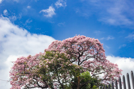 Pink trumpet tree (Tabebuia rosea) with blue sky