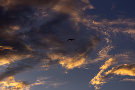 A seagull flies in the blue sky with clouds during sunset.の写真素材