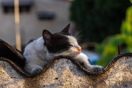 Cute cat sleeping on the roof of the houseの写真素材