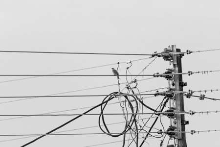 electricity post with wires in black and white, closeup of photoの写真素材