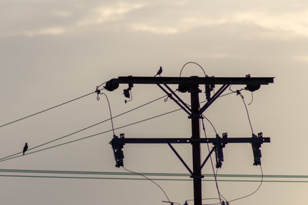 Silhouette of birds sitting on a power line in the eveningの写真素材