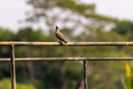 Pigeon sitting on a fence. Selective focus.の写真素材