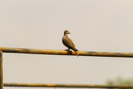 Bird sitting on the fence in the morning.の写真素材