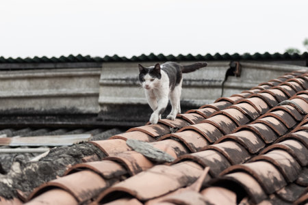 Cat sitting on the roof of a house.の写真素材