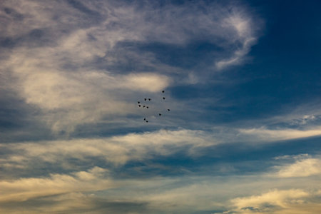 Flock of birds flying in the blue sky at sunset. Abstract background.の写真素材