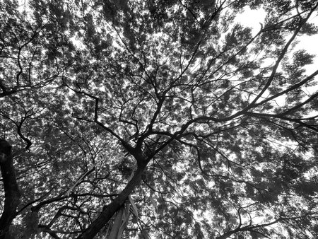 Black and white photo of the branches of the trees in the forest