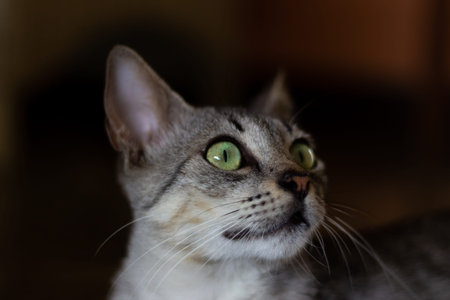 Close-up portrait of a tabby cat with green eyes.