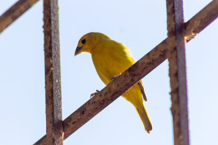 Yellow canary (Chloris canariensis) perched on a metal lattice