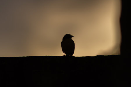 Silhouette of a bird on the wall at sunset. Shallow depth of field.の写真素材