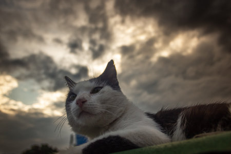 Black and white cat lying on the roof with dramatic sky background.の写真素材
