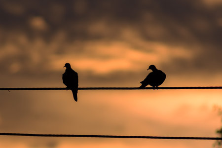 Silhouette of a pair of birds on a wire against the sunsetの写真素材