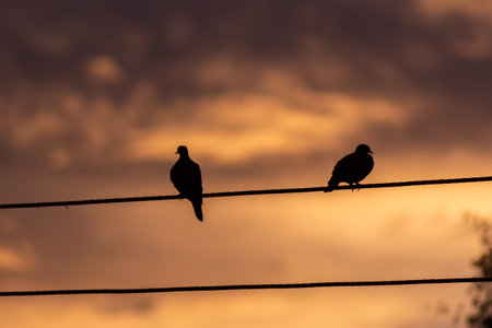 Silhouette of two pigeons sitting on a wire with sunset in the backgroundの写真素材