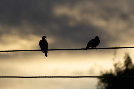 Silhouette of a pair of pigeons sitting on a wireの写真素材