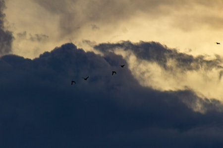 flock of birds flying in the sky with stormy clouds.の写真素材