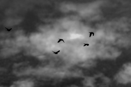 A flock of pigeons flying in the sky. Black and white photos.の写真素材