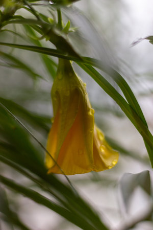 Yellow flower with raindrops on the petals. Selective focus.の写真素材