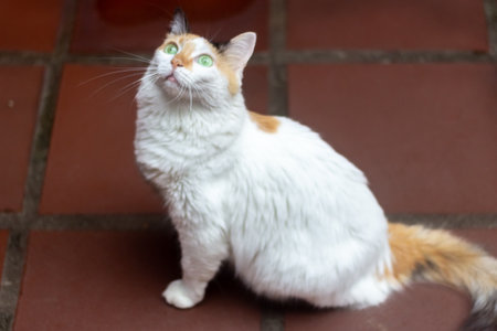 Cute cat with green eyes sitting on the floorの写真素材