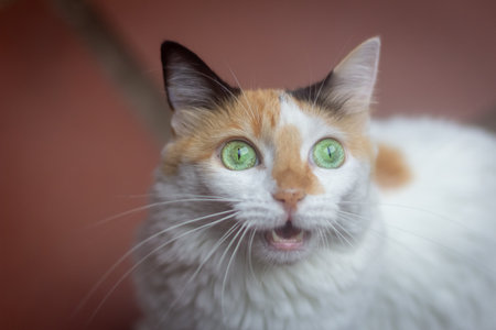 Portrait of a cat with green eyes on a brown background.の写真素材