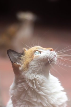 White cat with blue eyes looking up at the camera. Shallow depth of field.