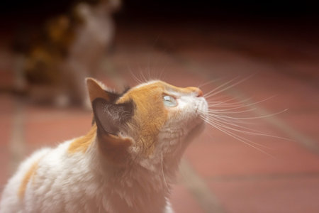 Cute cat in thai temple, Thailand. (Selective focus)