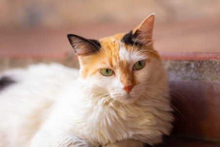 Cute cat with green eyes lying on the floor. Selective focus.の写真素材