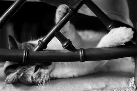 Cute cat sleeping on a chair. Black and white photos.の写真素材