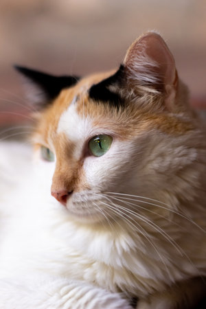 Close-up of a cat looking at the camera with green eyesの写真素材