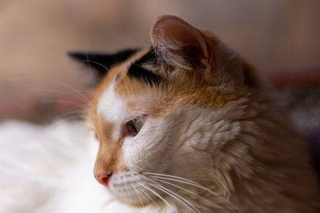 Portrait of a red-haired cat with green eyes close upの写真素材