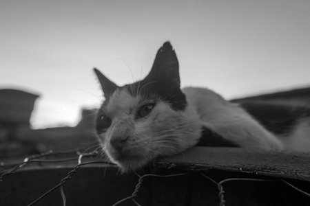 Black and white portrait of a cat on the roof of the houseの写真素材