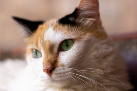 Portrait of a cat with green eyes on a blurred background.