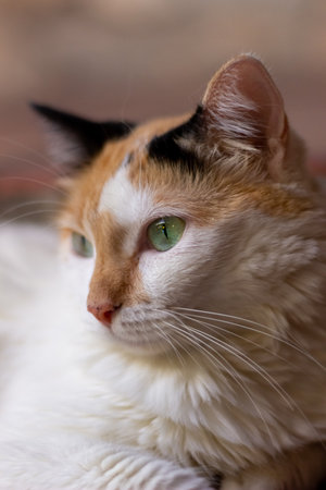 Portrait of a beautiful cat with green eyes, close-upの写真素材