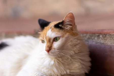 Tricolor cat with green eyes sitting on the floor. Selective focus.の写真素材