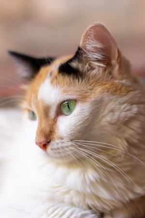 Portrait of a beautiful cat with green eyes. Selective focus.の写真素材