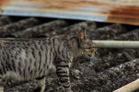 A cat on the roof of an old house in the village.の写真素材
