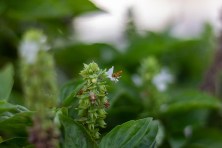 Flowering basil in the garden. Selective focus on the flower.の写真素材
