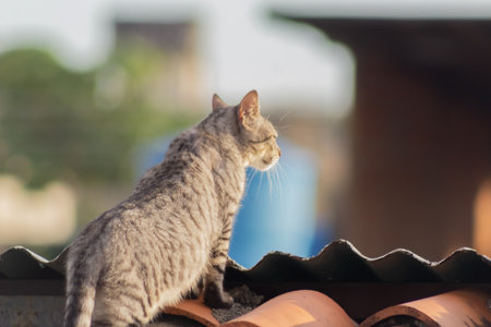 Domestic cat sitting on the roof of the house. Selective focus.の写真素材