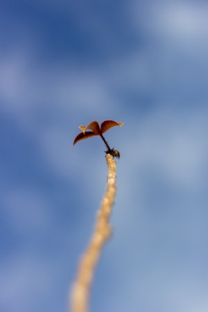 Young plant growing on a twig with blue sky in the backgroundの写真素材