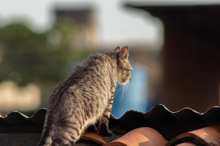 Cat on the roof of the house. Selective focus. Shallow depth of fieldの写真素材
